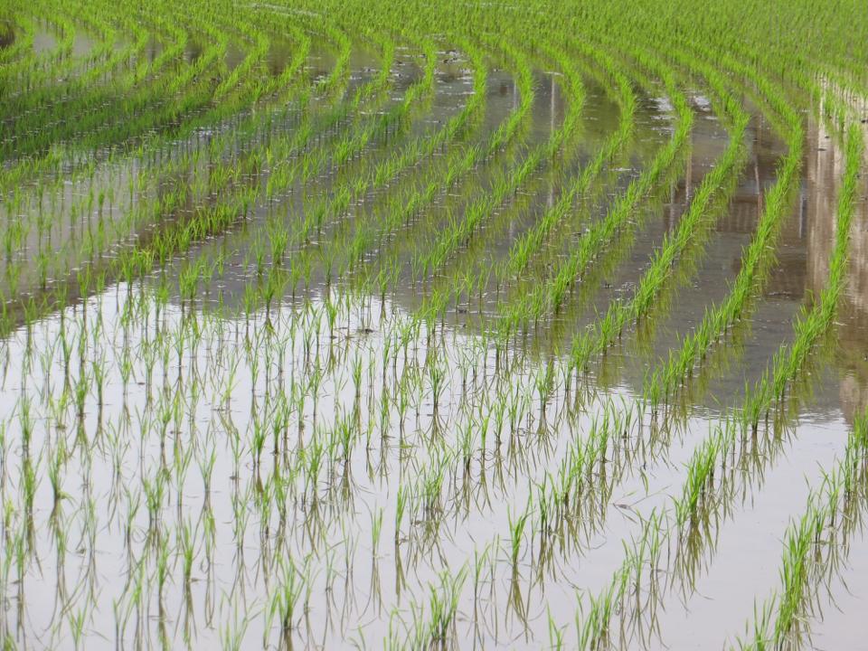 At this time of year the rice fields are full of water and newly planted seedlings. The amount of water across the lowlands is impressive. I've been told that the large expanses of water changes the air temperature compared to other times of year.