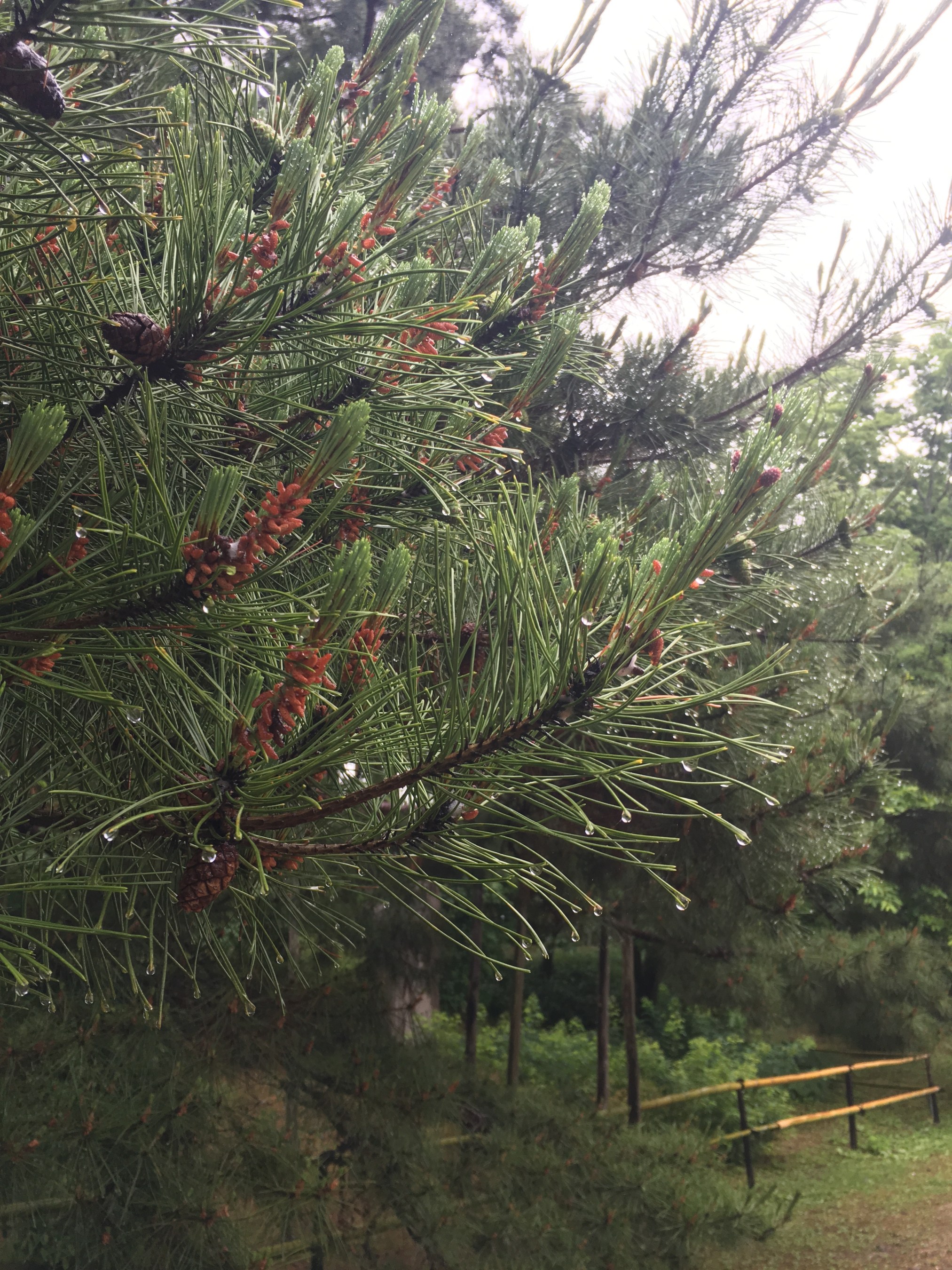 Raindrops sit on the tips of these pine needles after a gentle shower the evening before. The sound of raindrops or water dripping is called potsu-potsu in Japan. I have seen an advertisement for an umbrella that highlights the special sound it makes when the rain falls on it. 