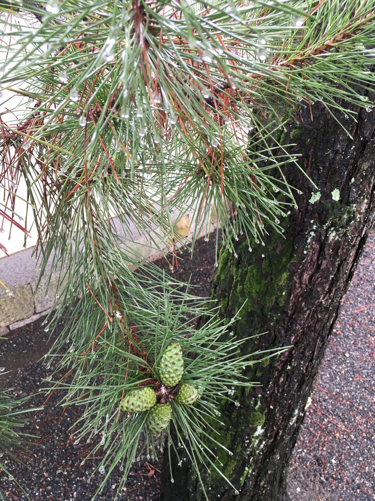 Jewel-like water droplets on the end of pine needles at Myoshin-ji Temple, soon after rain. Also taken on the morning of June 23rd.